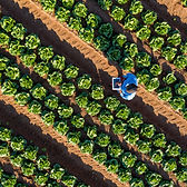 Lettuce Farm