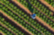 Lettuce Farm