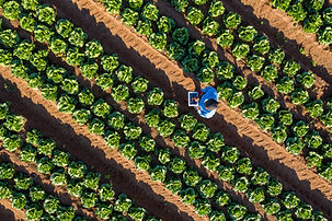 Farmer Using Tablet