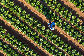 Lettuce Farm