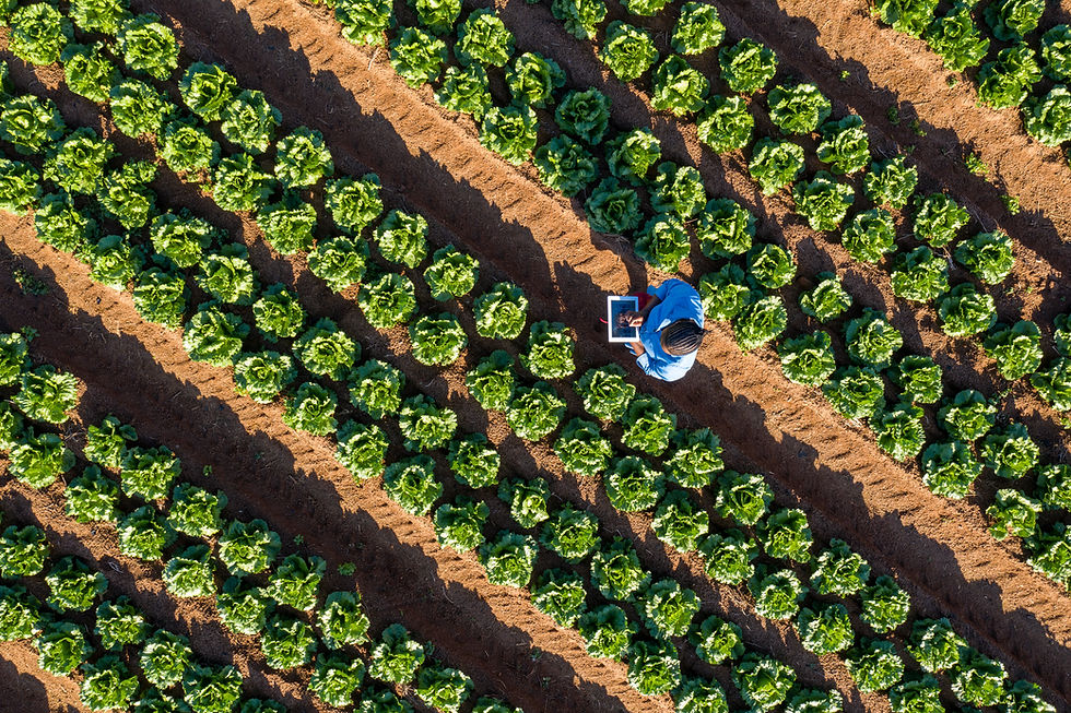 Farmer Using Tablet