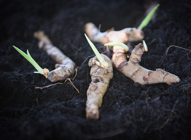 Turmeric