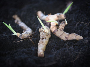 Healthy soil with active microbial life supported by Ecosapient Nano products