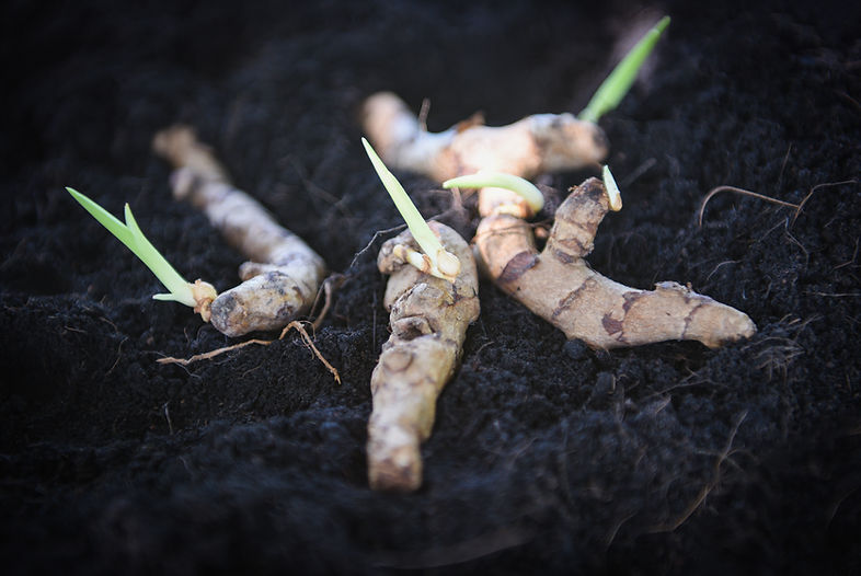 Turmeric