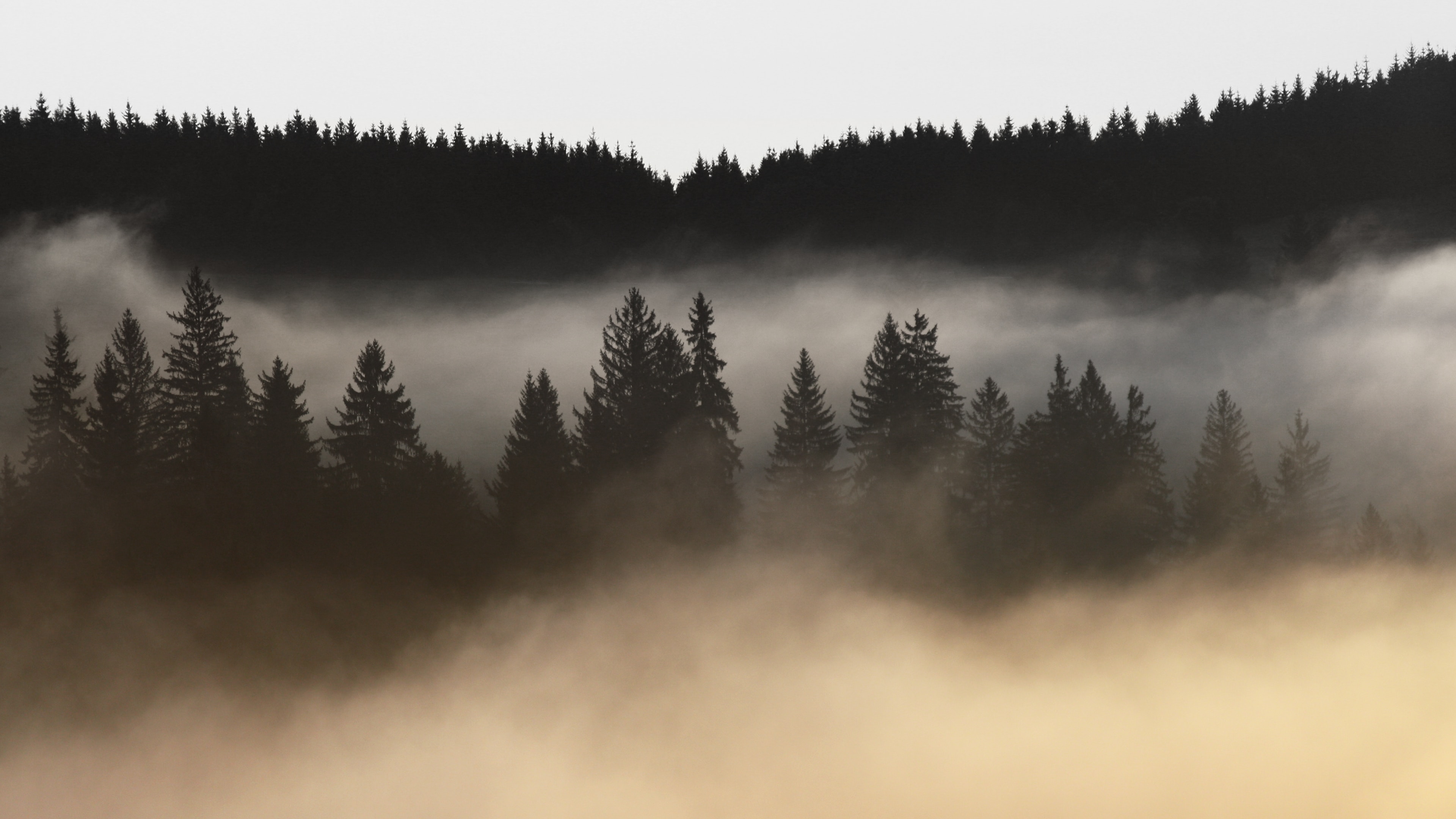 Foggy Forest Silhouette