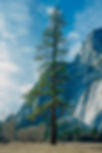Lone Tree Landscape