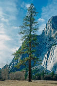 Pine Tree