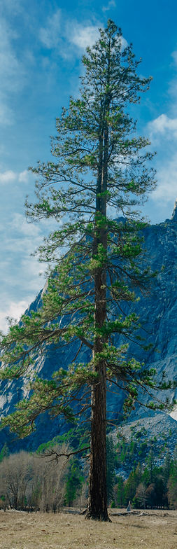Paysage de Lone Tree