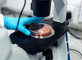 Microscope And Petri Dish