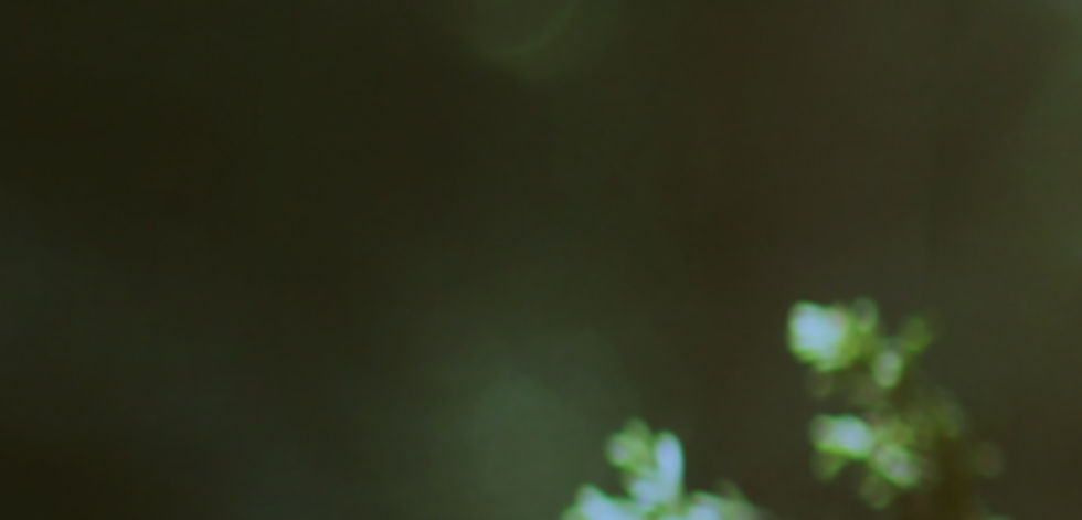 Branch