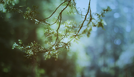 Branch