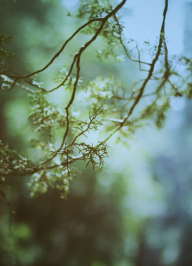 Branch In Sunlight