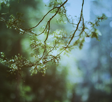 Branch In Sunlight