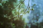 Branch In Sunlight