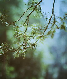 Branch In Sunlight