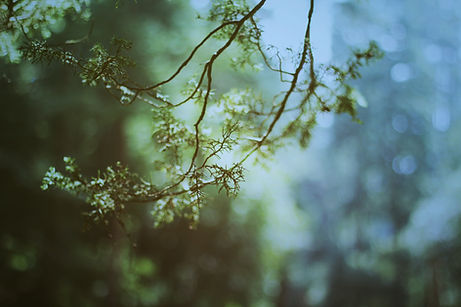 Branch