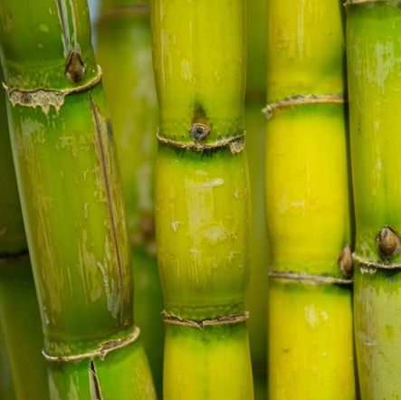 קיימות או למות - מותגי איקומרס בינ״ל נדרשים לספק חווית קנייה ברת-קיימא