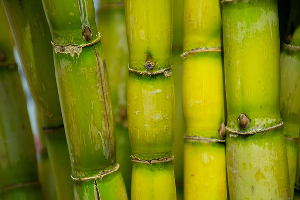 Árvore de bambu