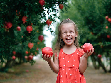 Pomegranate Orchard