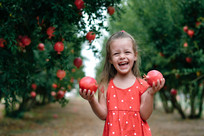 Pomegranate Orchard