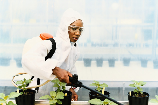 Lab Technician Spraying Plants