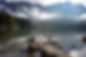 Birds by the Lake