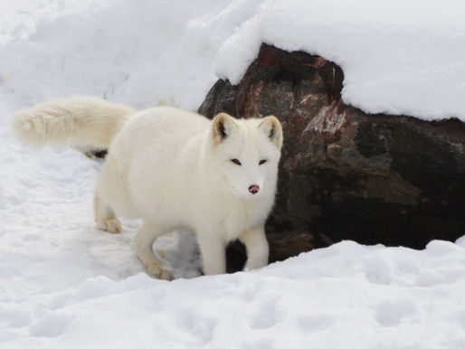 Understanding the Extended Ban on Transporting Live Animals in Raccoon Rabies Areas Until 2026