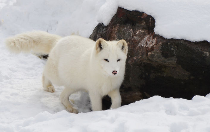 Renard arctique