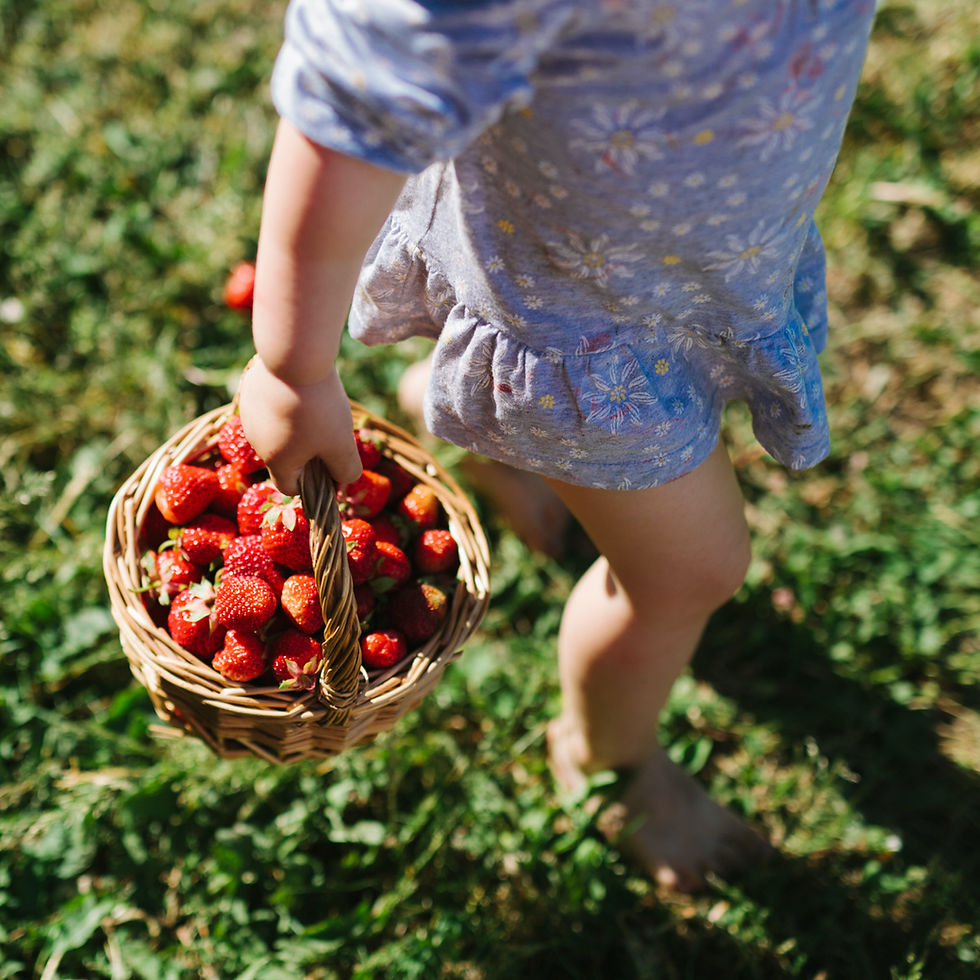 Child Picking Strawberries