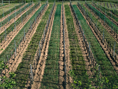 Saburov Jumanazar Saliyevich