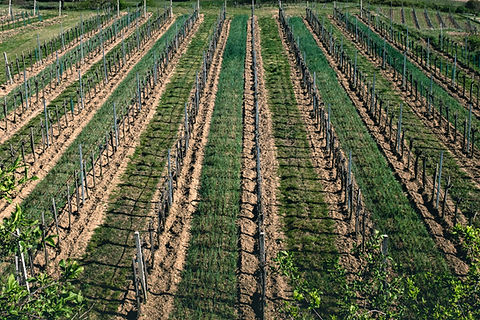 Agriculture