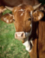 Brown Cow Portrait