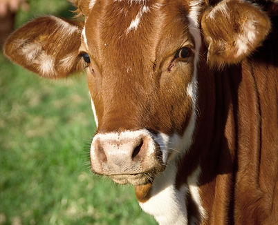 Brown Cow