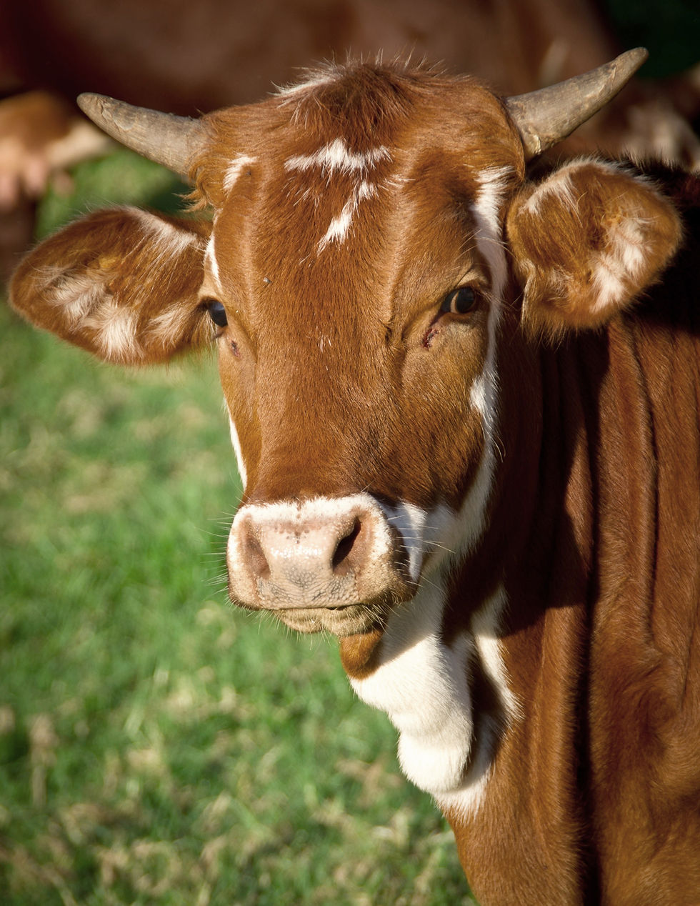 Brown Cow Portrait