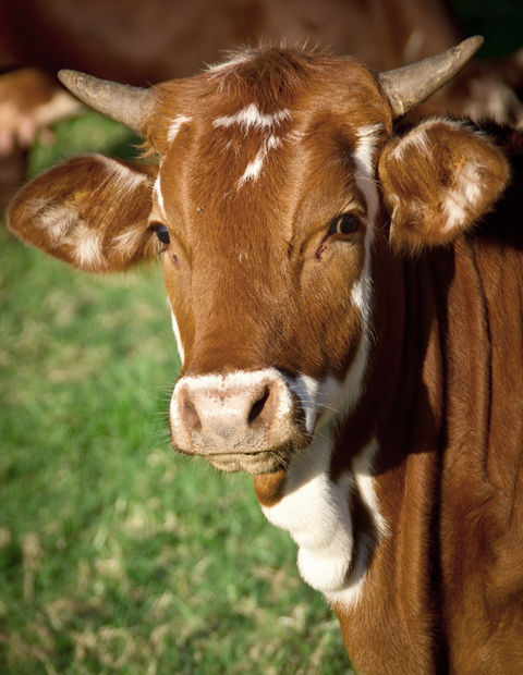 Vache brune