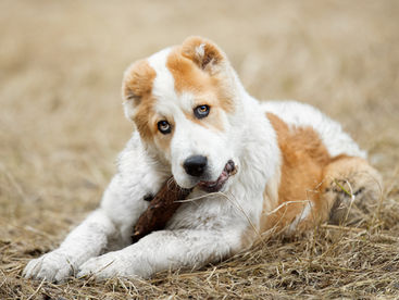 La mastication chez le chien : un besoin essentiel et vital