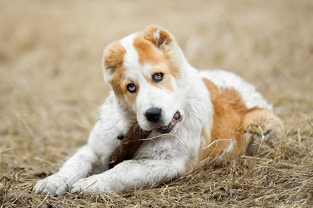 Chien couché dans l'herbe fanée