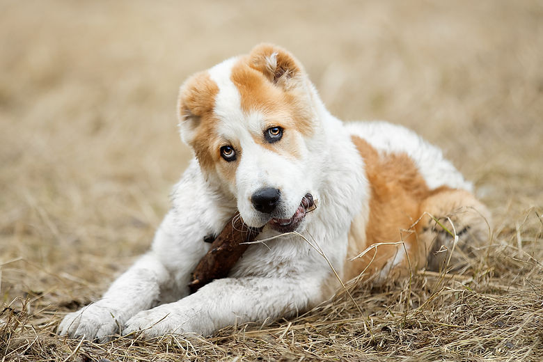 Cachorro deitado na grama seca