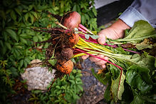 Organic Beetroots