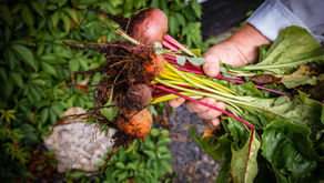 2025 Jefferson County Food System Resilience Small Grants Program