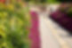 Landscaped garden with beautiful flowers during a sunny day