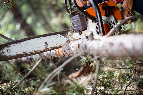 Chainsaw cutting wood