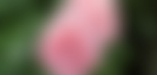 🌹 Capsules de beauté à la rose - un soin de l'intérieur