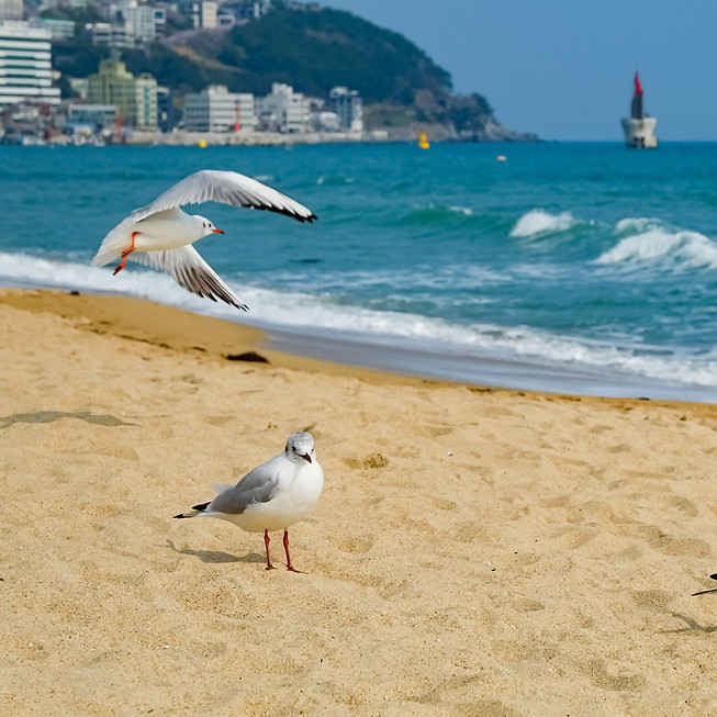 Seagull