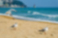 Seagull