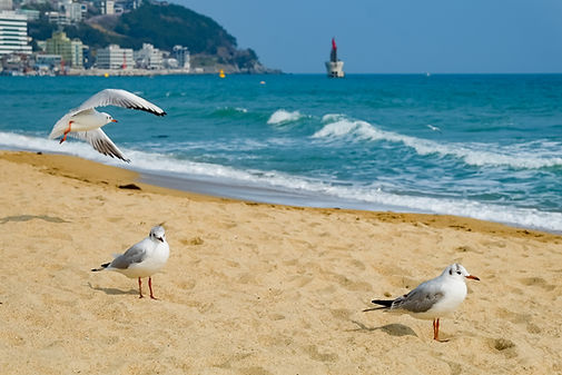 Seagull