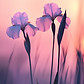 Purple Iris Flowers