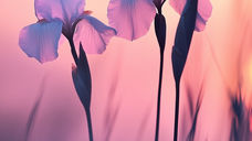 Two purple iris flowers silhouetted against a soft pink and orange sunset sky, with a calm, dreamy mood.