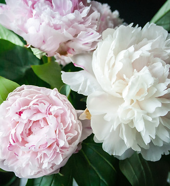 Bouquet de pivoines