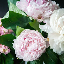 Bouquet of Peonies